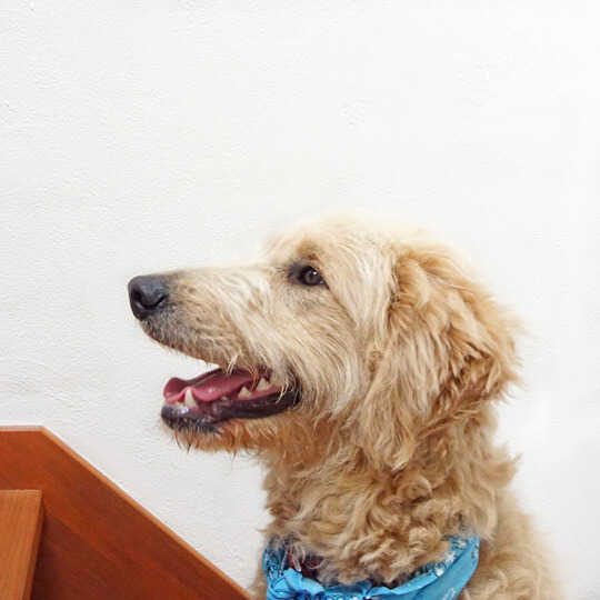 愛犬家住宅セミナー